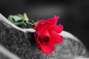 A close up of a red rose on top of a tombstone.